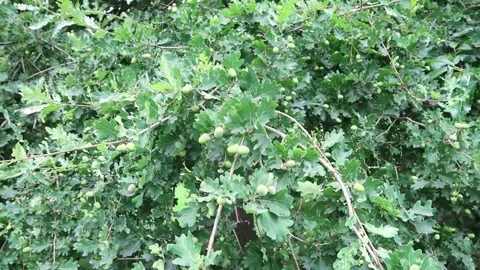 Acorns blowing in the breeze Stock Footage 281244662