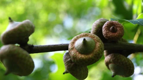 Acorns on a branch closeup with blurred background 库存影片 279942557