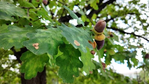 Acorns On A Branch Stock Footage 285412939