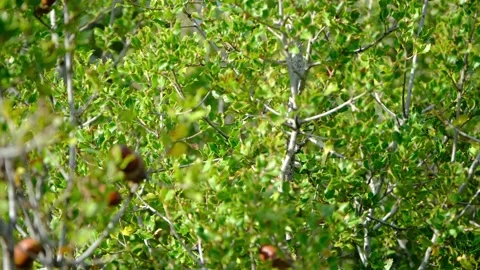 Acorns on the branch of an oak tree swaying in the wind	 库存影片 145377426