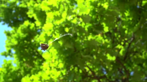 Acorn's cap swinging on the spider's web Stock Footage 64174275