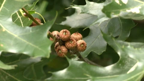 Acorns developing, Pin Oak tree, Summer, E USA Video stock 157637513