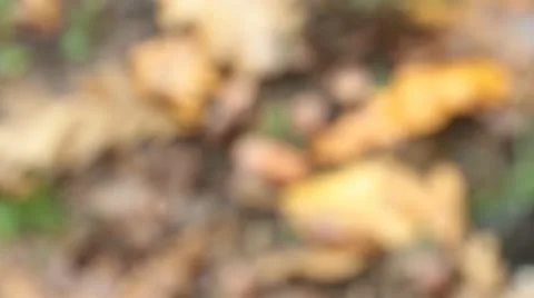 Acorns fallen on the ground in autum Stock Footage 12413269