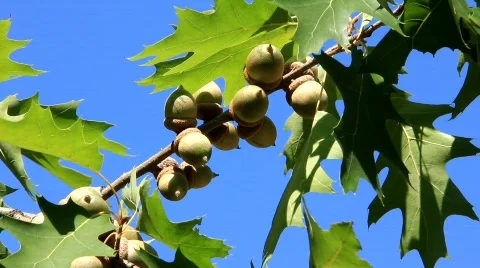 Acorns Stock Footage 825692