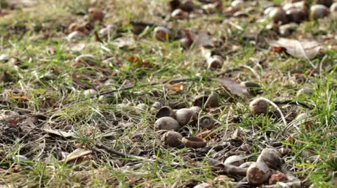 Acorns on forest floor Stock-Footage 23064631