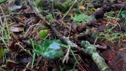 Acorns on the forest floor. Stock Footage 256670824