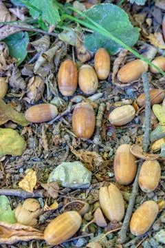 Acorns on the forest floor Stock Photos
