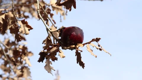Acorns fruit on oak tree branch in forest Stock Footage 172037618