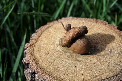 Acorns in the grass Stock Photos