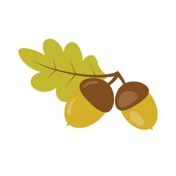 Acorns with green leaf Stock Illustration