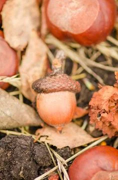Acorns on the ground Stock Photos