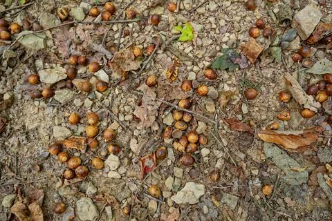 Acorns on the ground Stock Photos