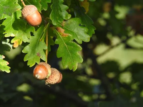 Acorns growing on oak tree Stock Photos
