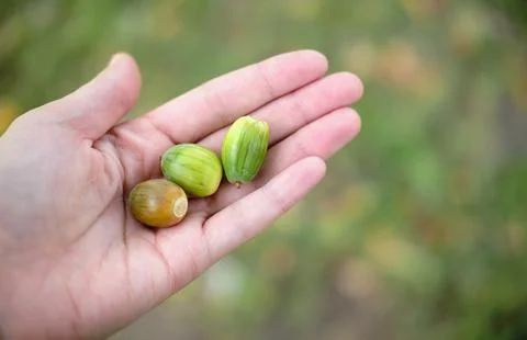 Acorns in hands. 3 nuts Stock Photos