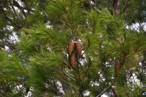 Acorns hanging Photos