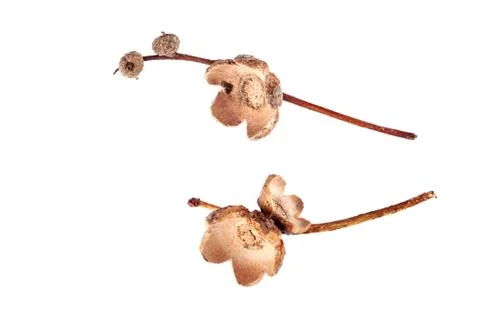 Acorns hat on a white background Foto stock