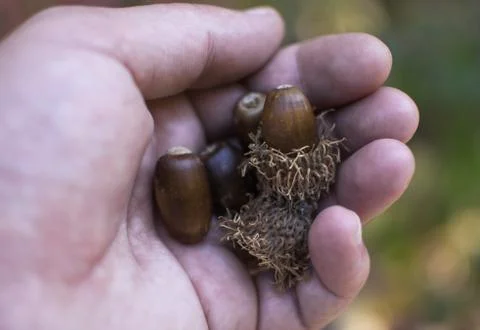 Acorns held in the palm. Stock Photos