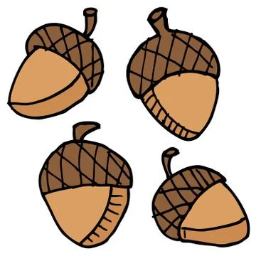 Acorns Stock Illustration