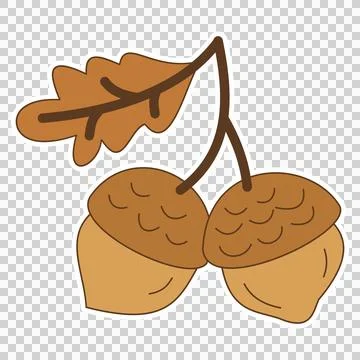 Acorns 스톡 일러스트