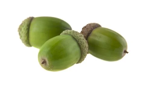 Acorns isolated on white background Stock Photos