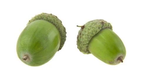 Acorns isolated on white background Stock Photos