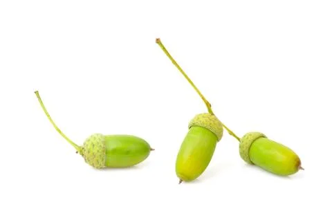 Acorns isolated on white background. Stock Photos