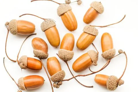 Acorns isolated on a white background Stock Photos