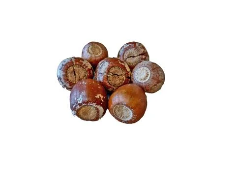 Acorns isolated on white background Фото