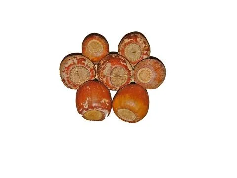 Acorns isolated on white background Stock Photos