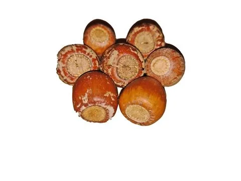Acorns isolated on white background Photos