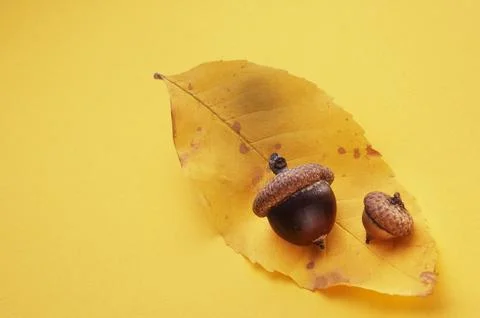 Acorns with leaf Stock Photos