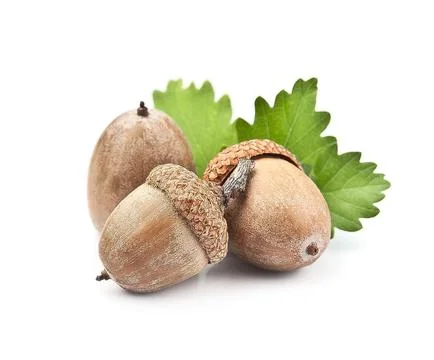 Acorns with leaves Stock Photos