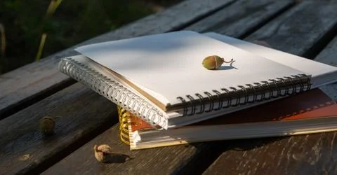 Acorns lie on a stack of books with a notebook on a park bench on a sunny day Stock Photos