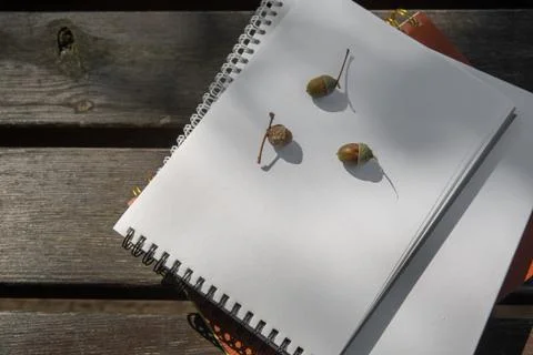 Acorns lie on a stack of books with a notebook on a park bench on a sunny day Stock Photos
