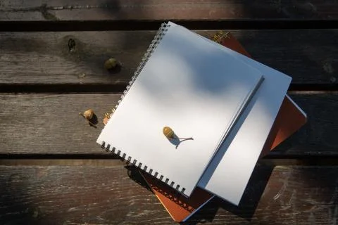 Acorns lie on a stack of books with a notebook on a park bench on a sunny day Foto stock