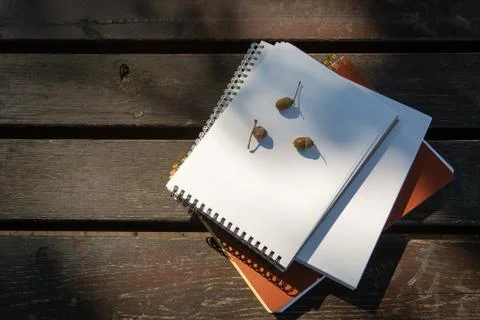 Acorns lie on a stack of books with a notebook on a park bench on a sunny day Stock Photos
