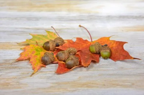 Acorns on maple leaves Stock Photos