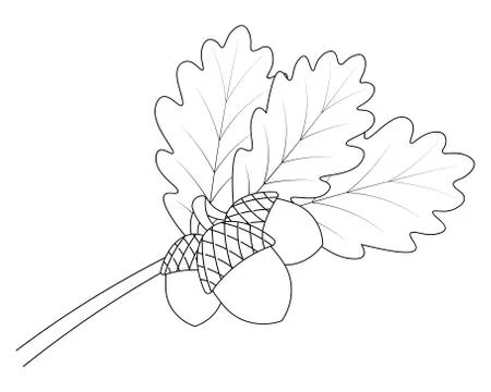 Acorns on an oak branch. Vector illustration. Stock Illustration