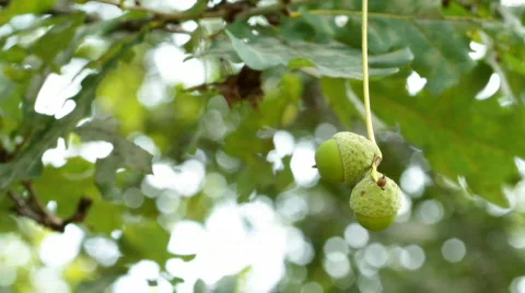 Acorns on the oak. Stock Footage 810455