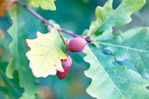 Acorns oak nuts on a background of green leaves, large, autumn. Stock Photos