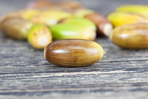 Acorns of oak Stock Photos