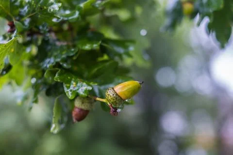 Acorns on Oak Tree Branch Stock Photos