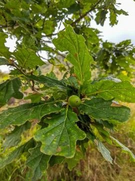 Acorns on an Oak tree in Killarney in County Kerry, Ireland Stock Photos