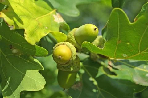 Acorns on the oak-tree Stock Photos