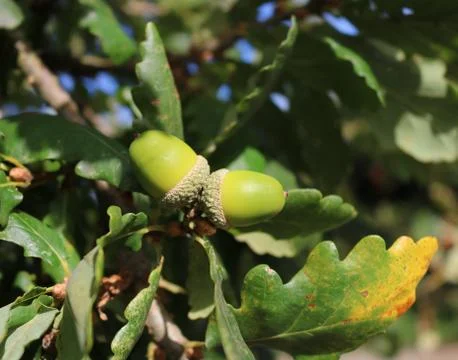The acorns from an oak tree. Stock Photos
