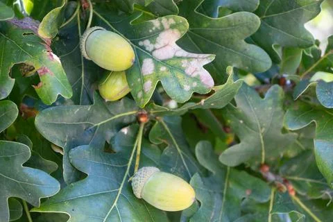 Acorns on an oak tree Stock Photos