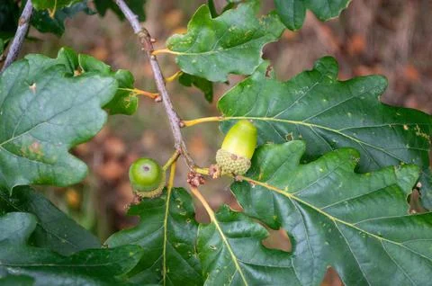 Acorns on Oak Tree Stock Photos