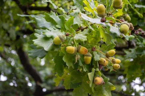 Acorns on an oak tree Foto stock