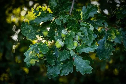 Acorns on an oak tree on a summer's evening Stock Photos