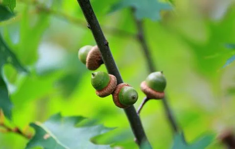 Acorns Stock Photos